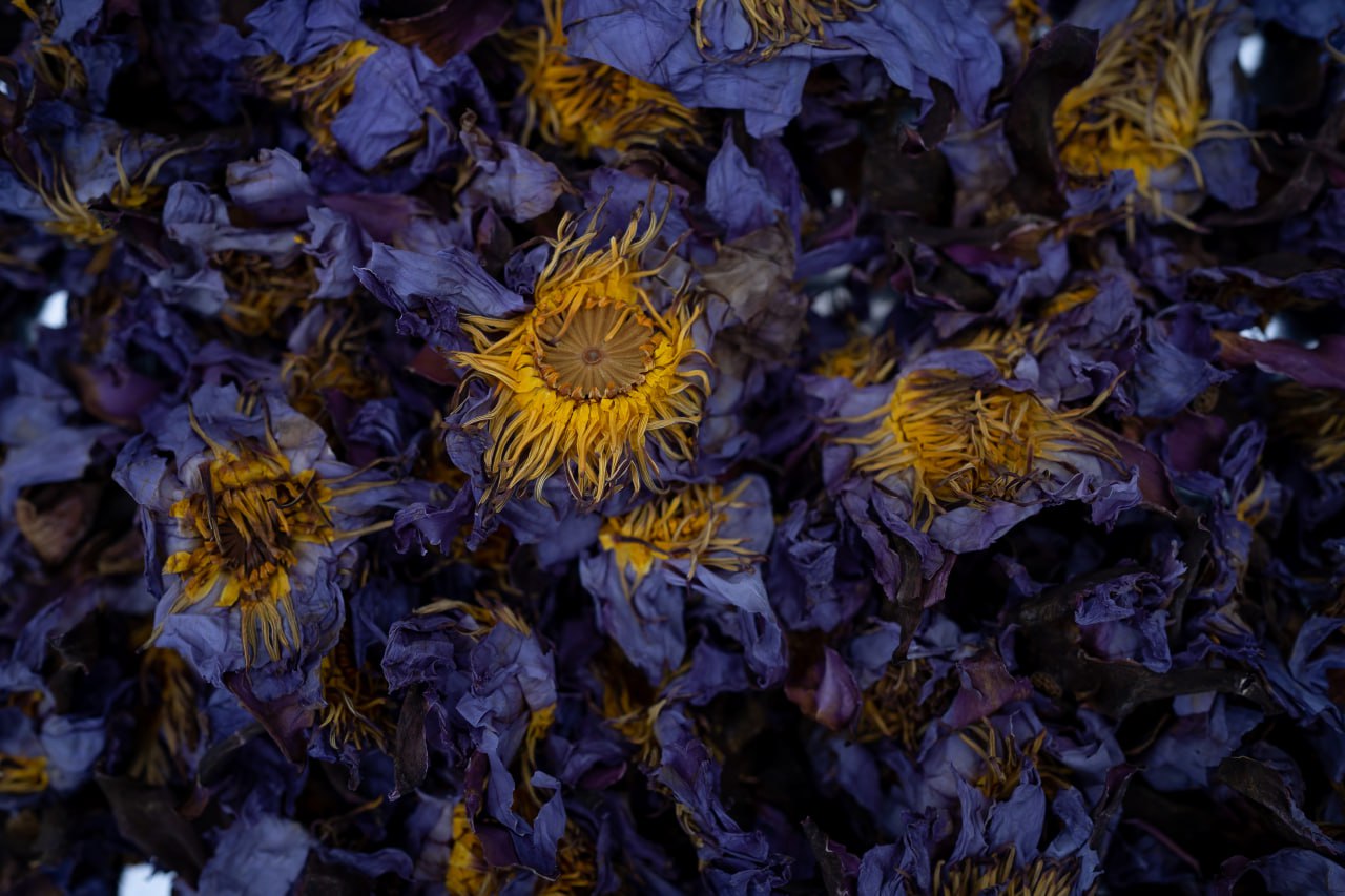 Dried Blue Lotus Flowers (Nymphaea Caerulea)